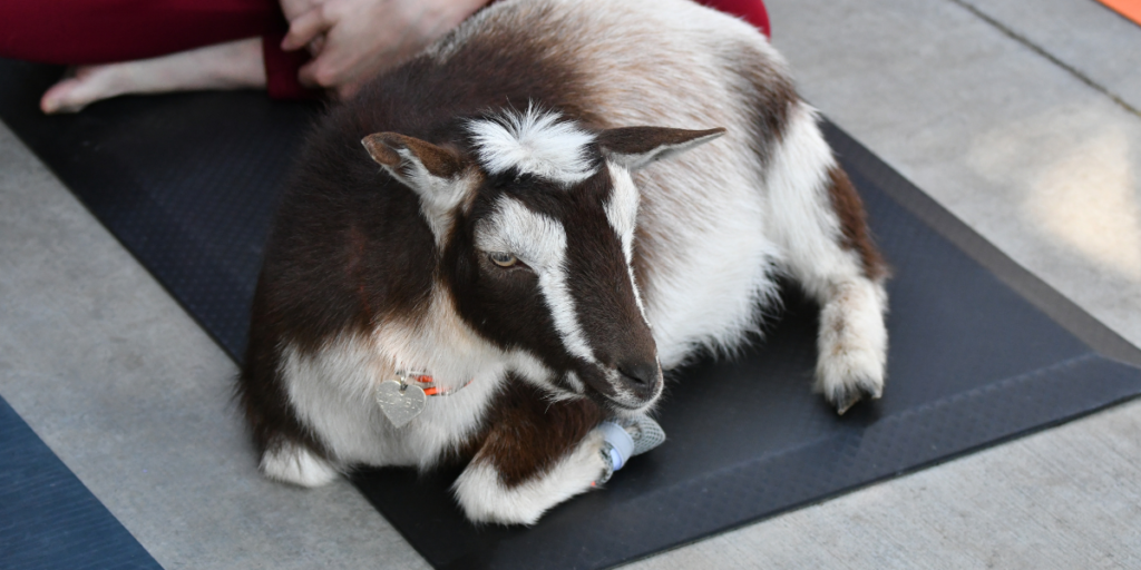 Goat Yoga