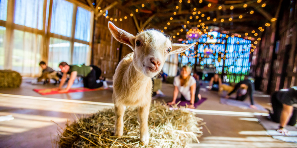 Goat Yoga